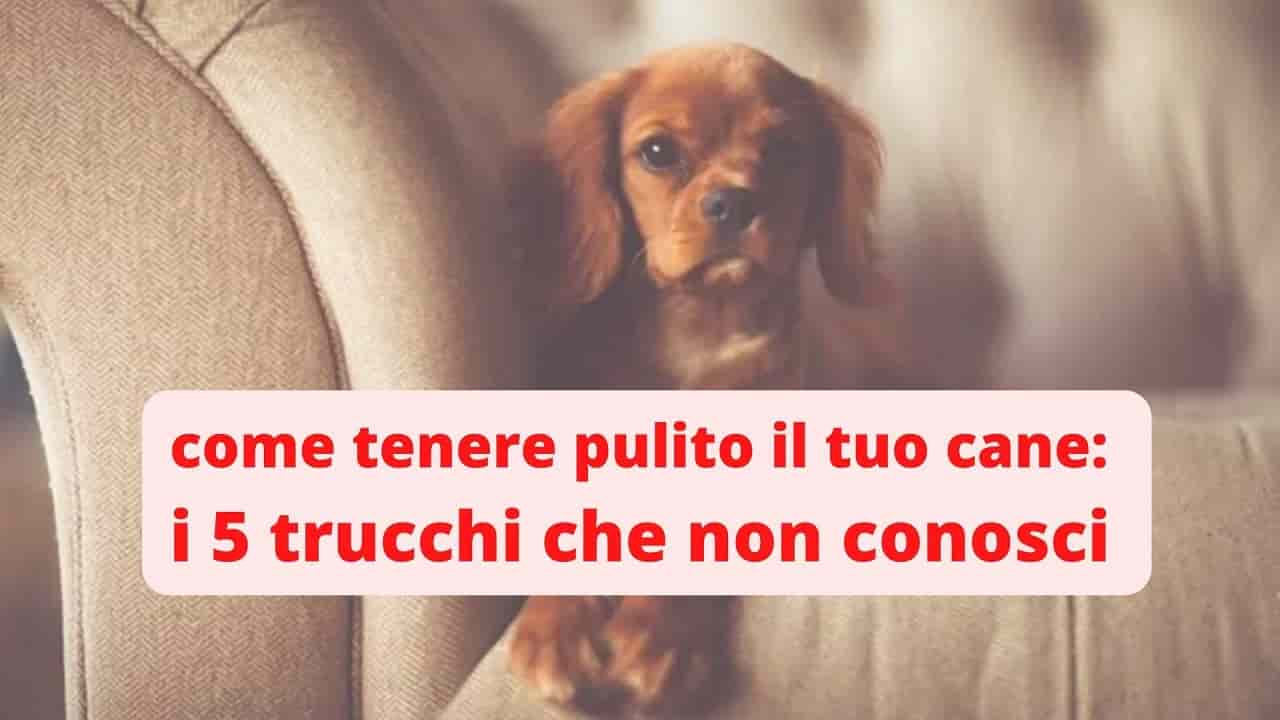 5 trucchi pulizia cane