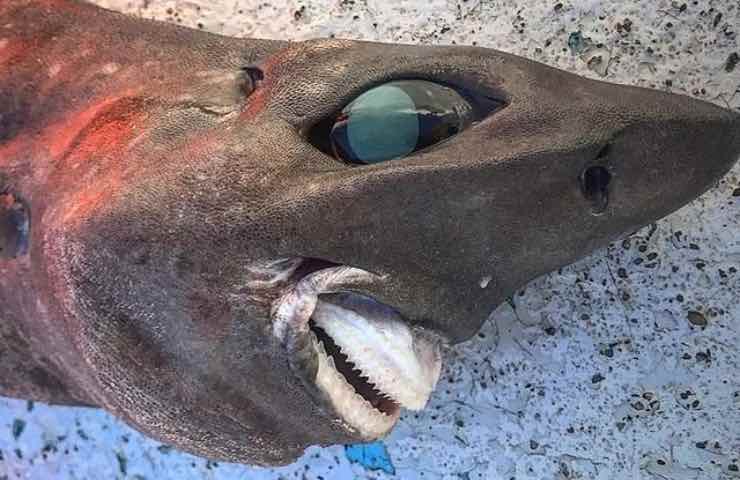 scoperta squalo brividi