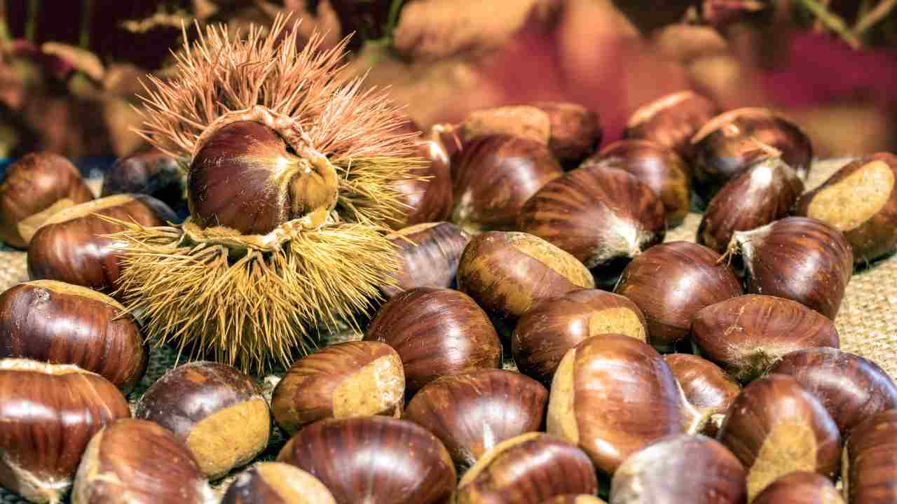 Castagne buccia