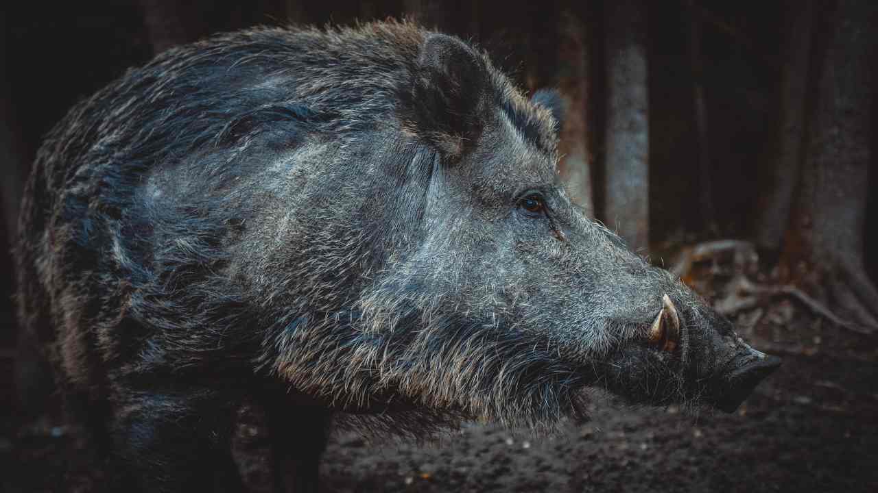 Cinghiale aggressione anziano