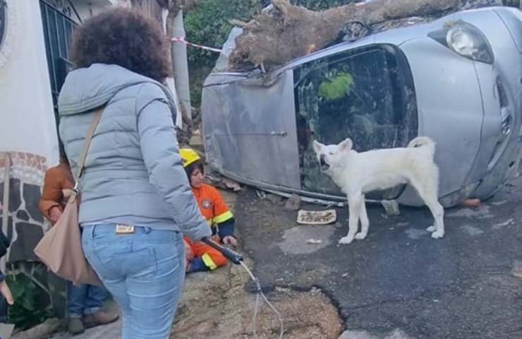 Yuki il cane salvato ad Ischia