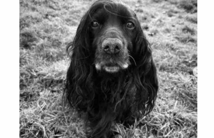 Ella il cane di James Middleton