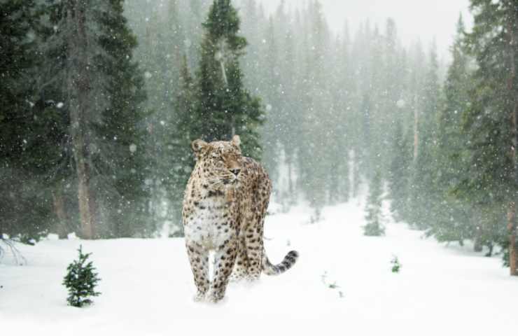 Leopardo tra le nevi