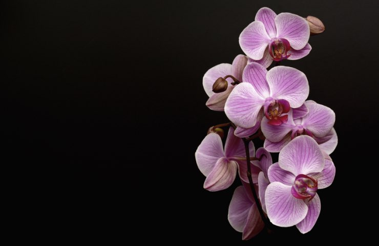orchidee fiori trucchi 