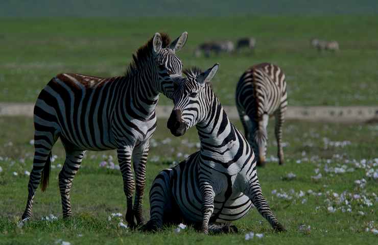 Un gruppo di zebre