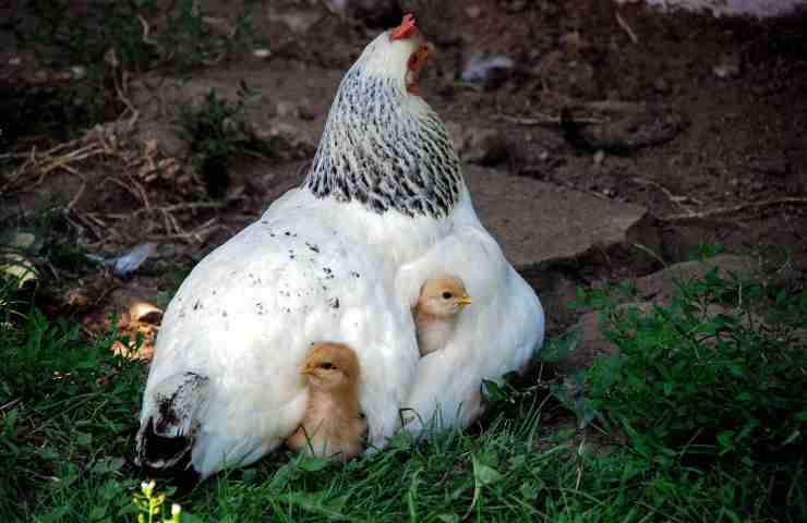Uovo o gallina