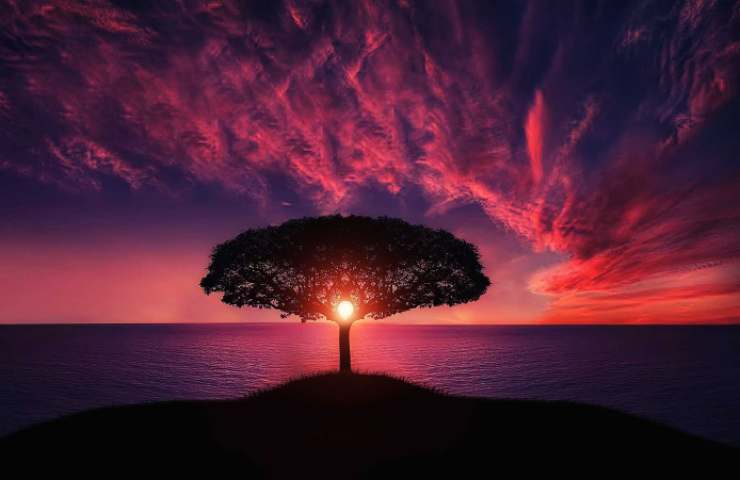 Albero al tramonto