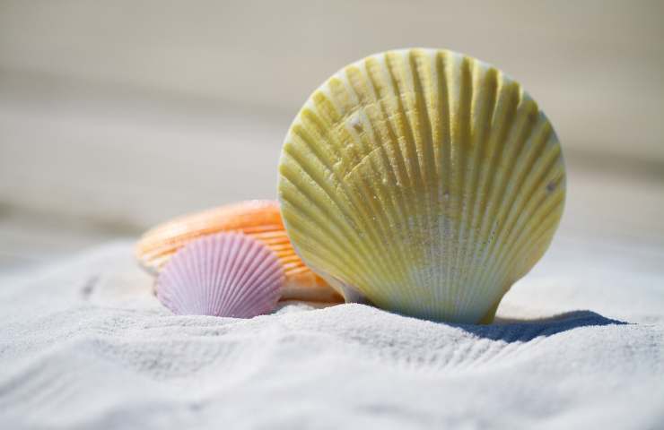 Conchiglie sulla spiaggia