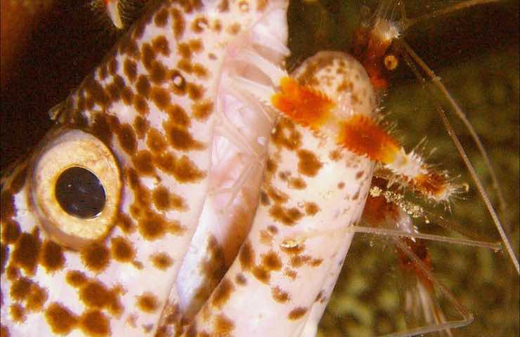 Litorale romano, rinvenuto mostro marino