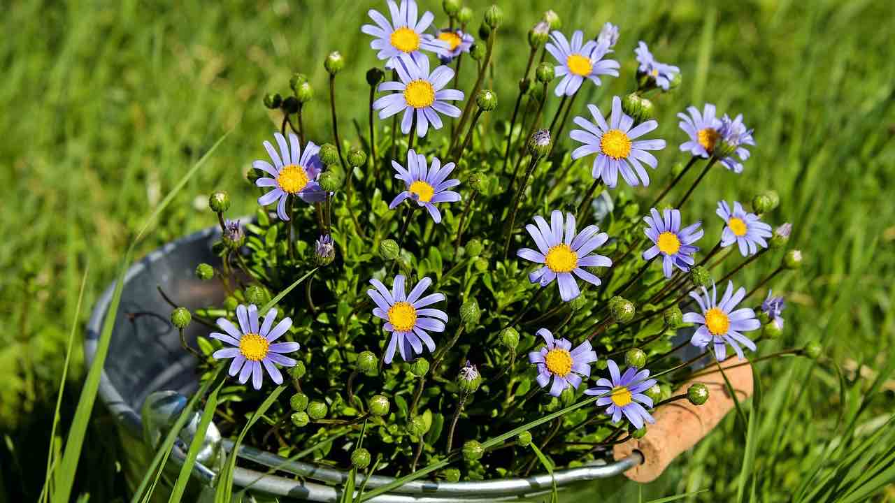 Giardino, stufo delle piante secche