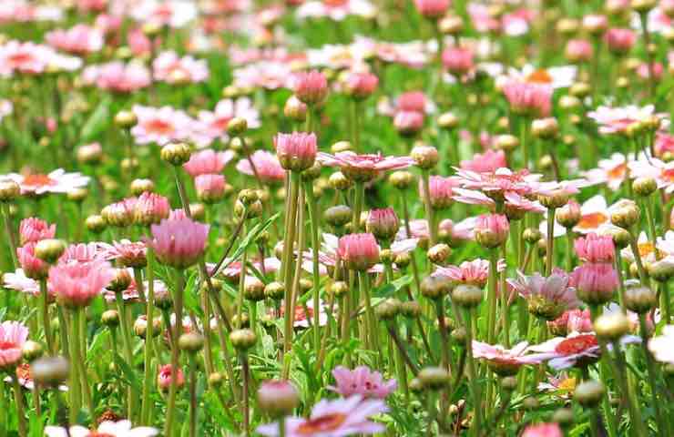 Giardino, stufo delle piante secche