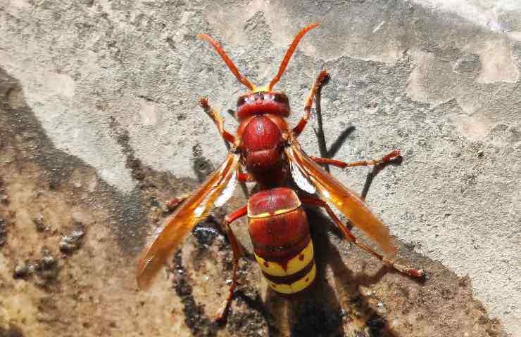 Vespa Velutina, minaccia 