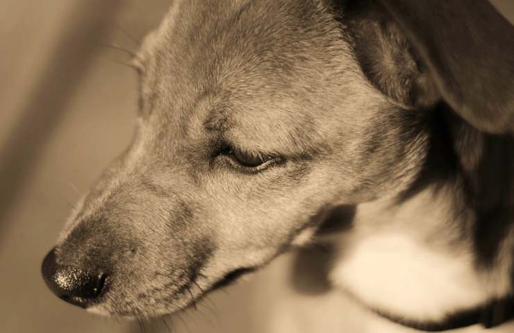 Cane lanciato balcone