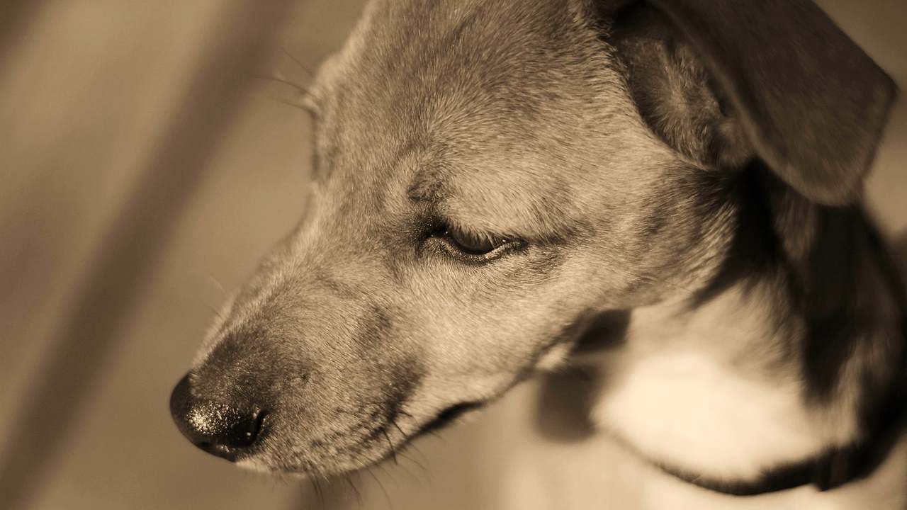 Cane lanciato balcone