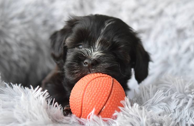 I segnali con cui il vostro cane vi dimostra affetto e amore