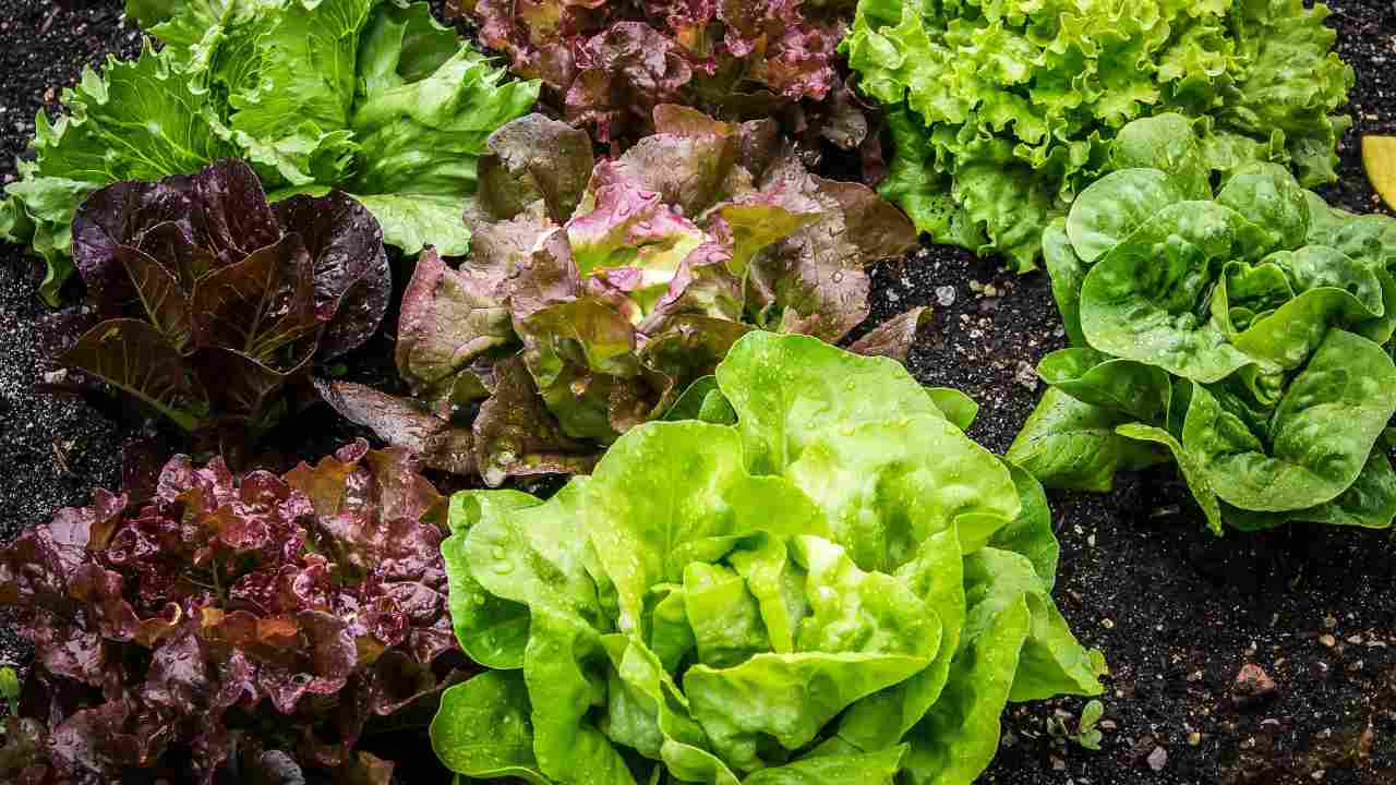 Allarme per l'insalata in busta