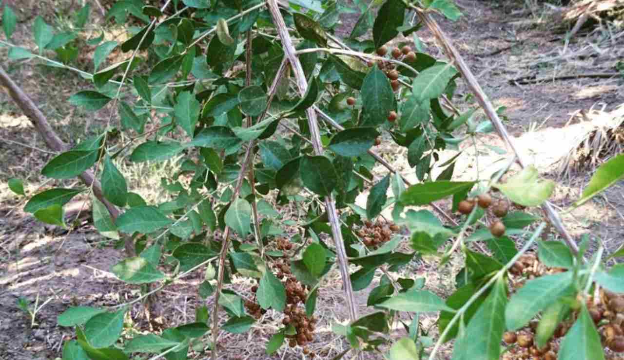 Il rimedio naturale per coprire i capelli bianchi