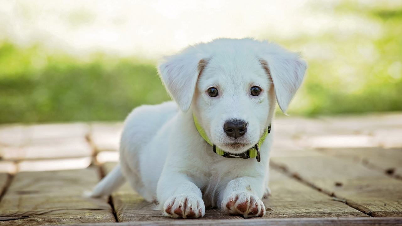 I segnali con cui il vostro cane vi dimostra affetto e amore