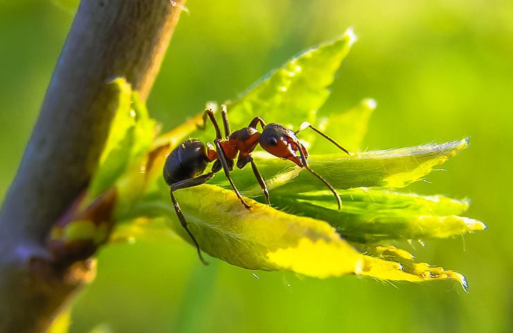 Metodo biologico per eliminare le formiche