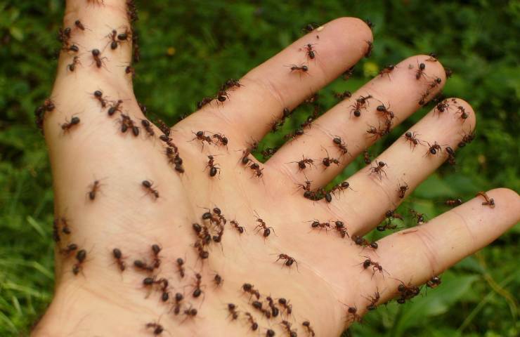 Metodo biologico per eliminare le formiche