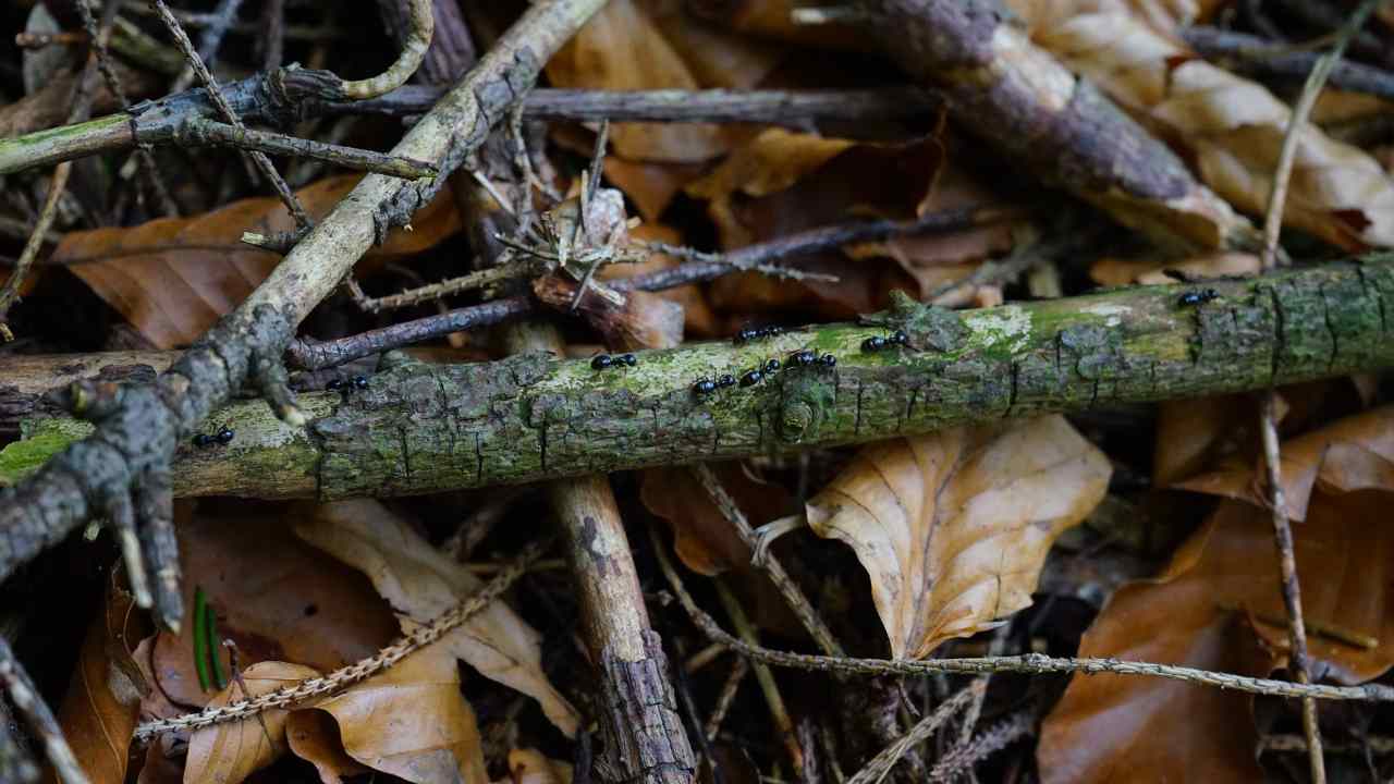 Metodo biologico per eliminare le formiche