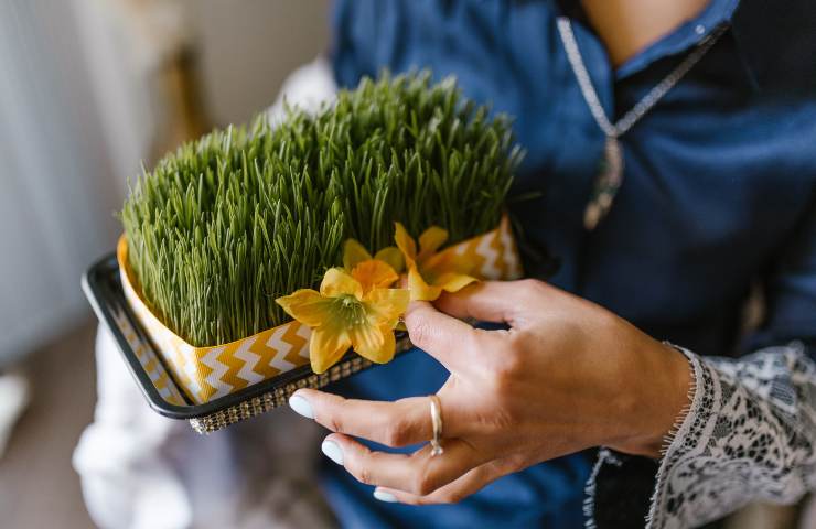 i benefici dell'erba di grano