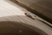 come evitare l'invasione dei pesciolini d'argento