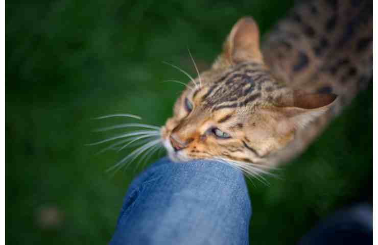 fusa e coccole