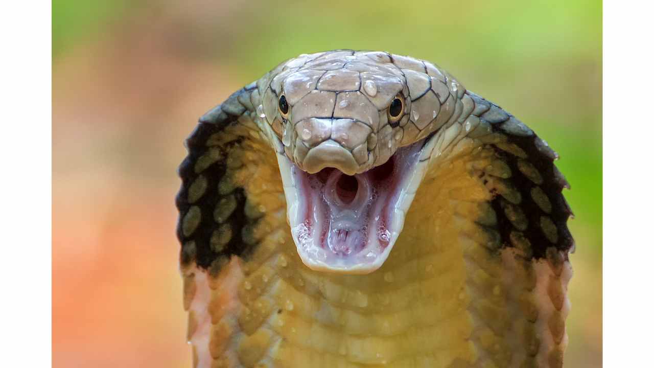 Cobra assassino