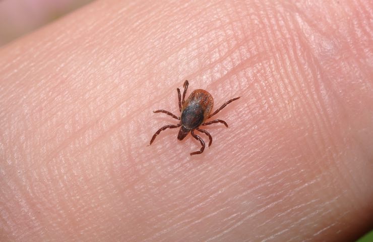 Pulci in casa come riconoscerle eliminarle cosa fare