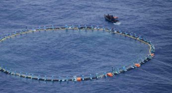 Pescato un pesce di 23 kg: mai vista una cosa del genere