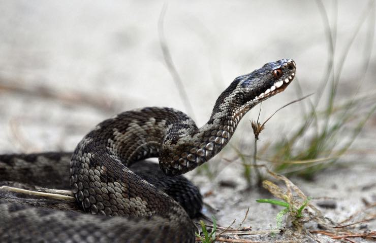 Vipera cosa fare caso morso serpente