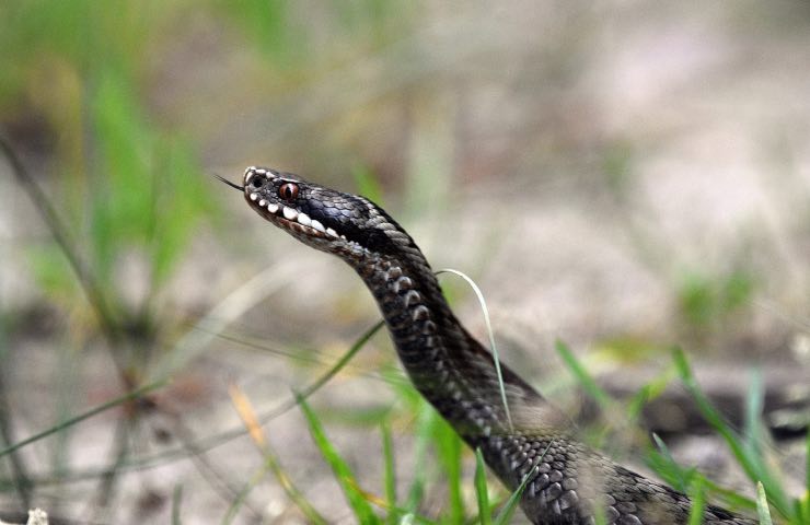 Vipera cosa fare caso morso serpente