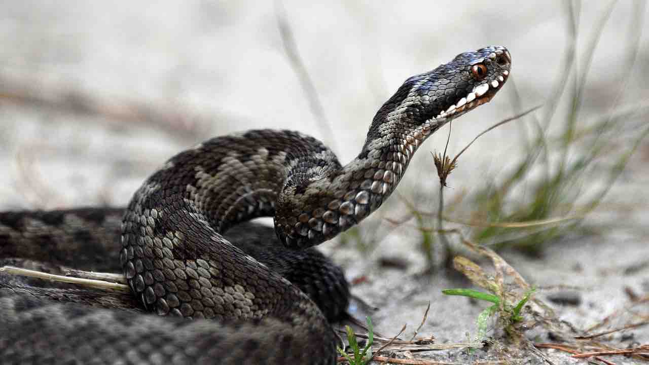 Vipera cosa fare caso morso serpente