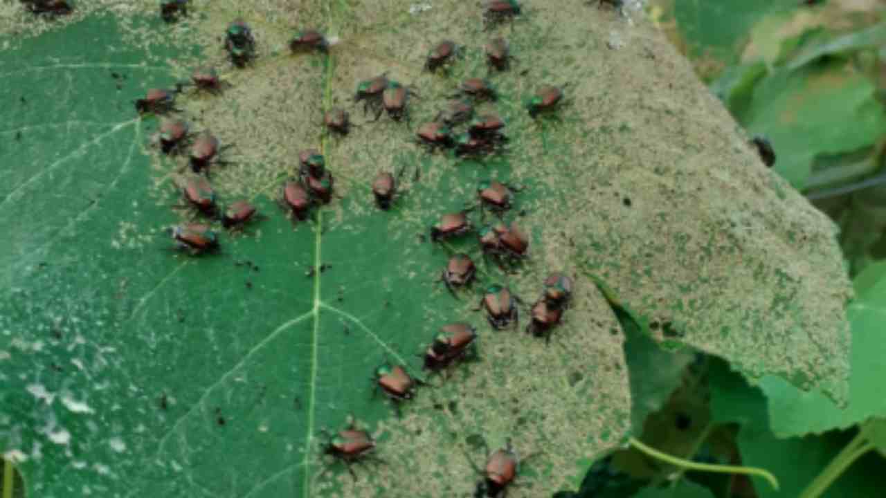 nemici della natura